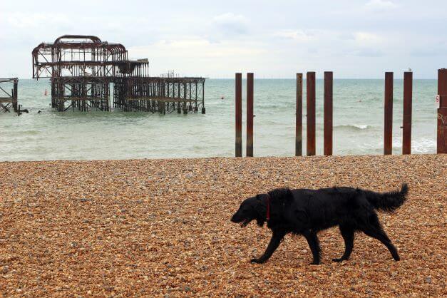 A dog walking on Brighton beach